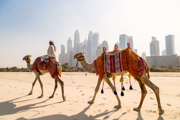 image of beach and camel