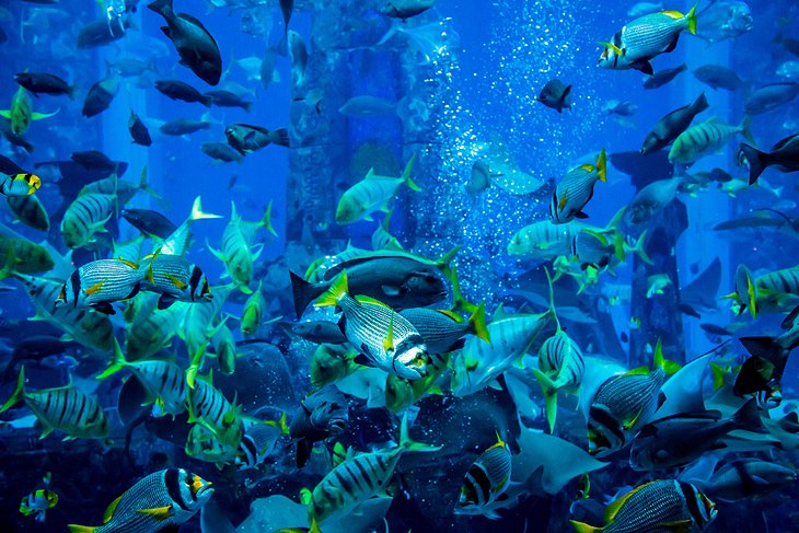 image of Underwater World at Dubai Aquarium